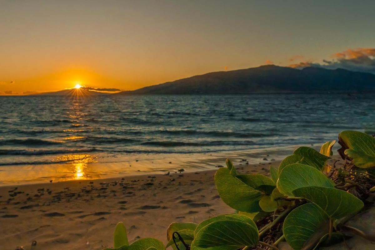 Maui Sunset B-115 Leilighet Kihei Eksteriør bilde